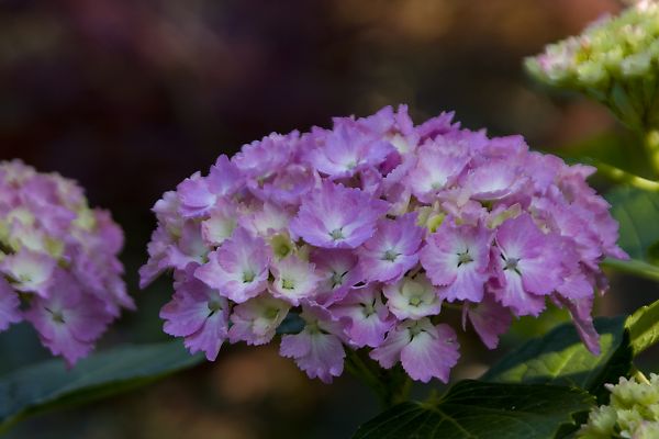 根来寺の紫陽花 風花の日記