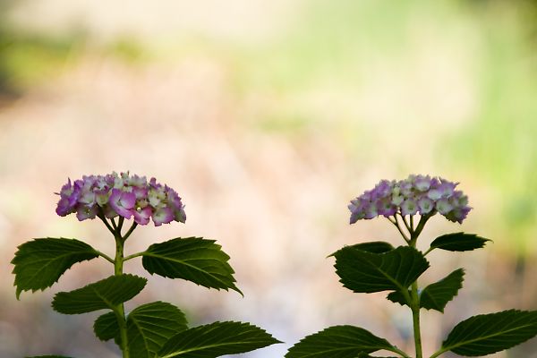 根来寺の紫陽花 風花の日記