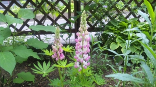 c0060308_9243364.jpg