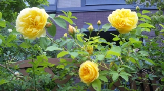 c0060308_9291438.jpg