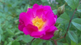 c0060308_929328.jpg