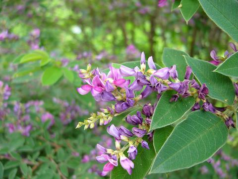 初夏の神代植物園(前編)_b0112909_20594265.jpg