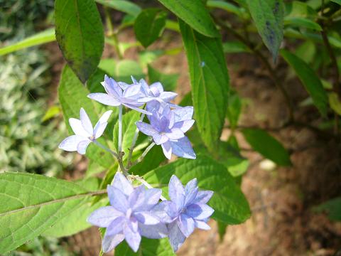 初夏の神代植物園(前編)_b0112909_2125666.jpg