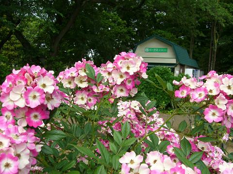 初夏の神代植物園(前編)_b0112909_21455040.jpg