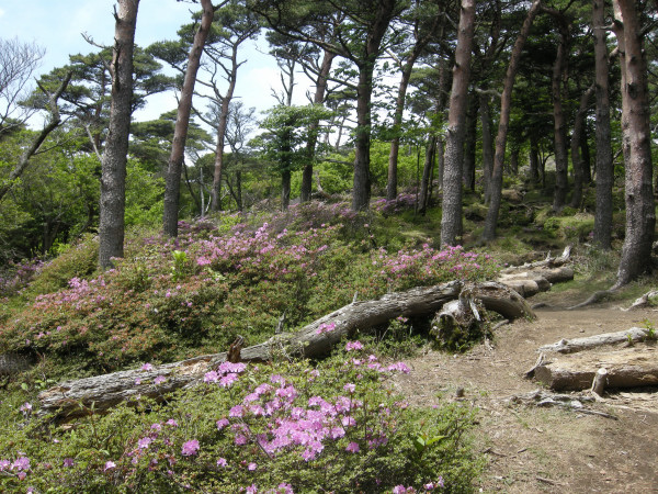 韓国岳、硫黄山、白鳥山　2010.06.11_f0196109_21472156.jpg