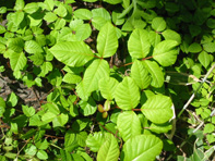 c0173813_16311490.jpg