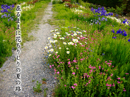 夏の路 写真俳句 一日一写句