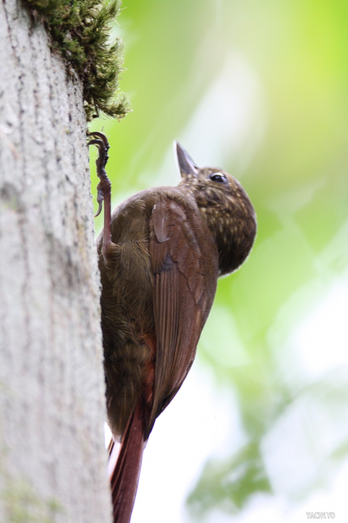 Wedge-billed Woodcreeper_b0088514_23122726.jpg