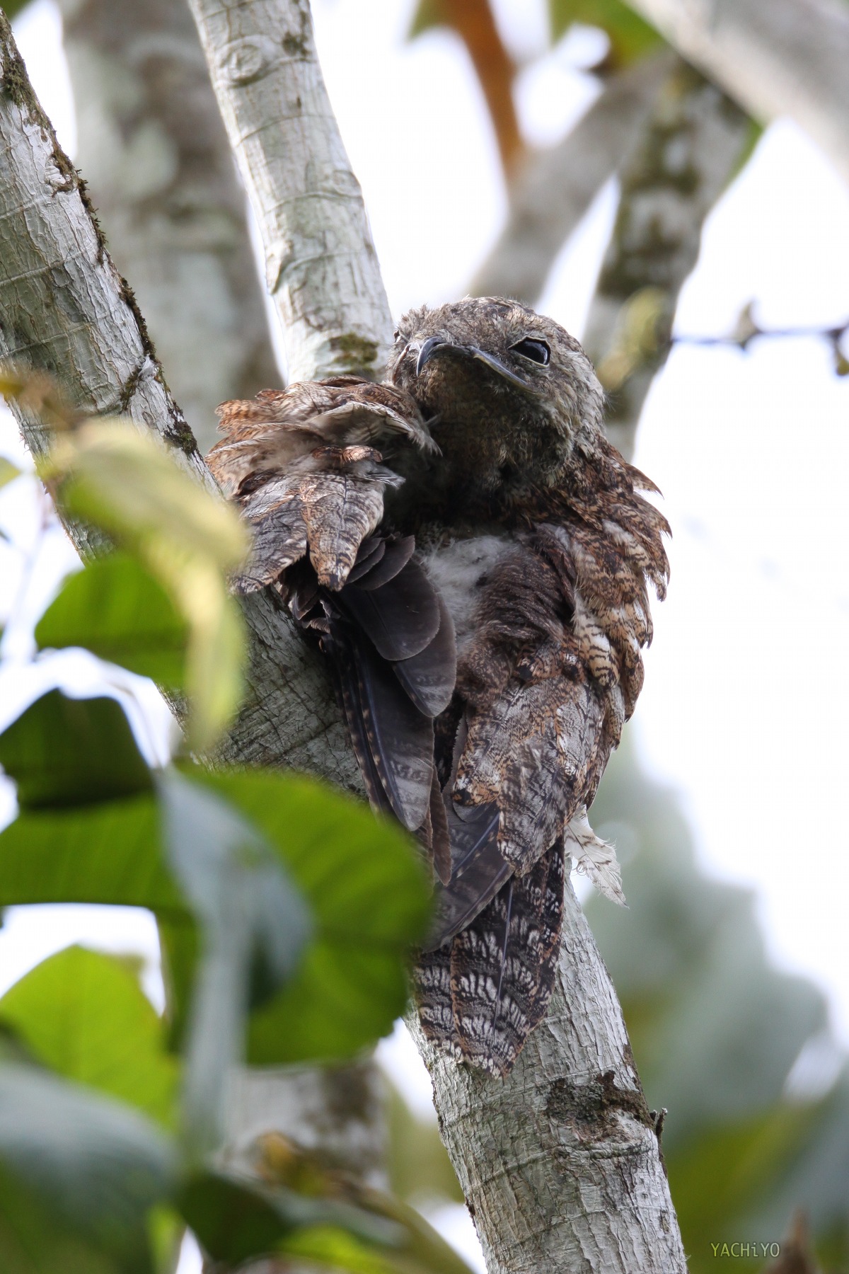 Great Potoo やちよ の とりとり日記