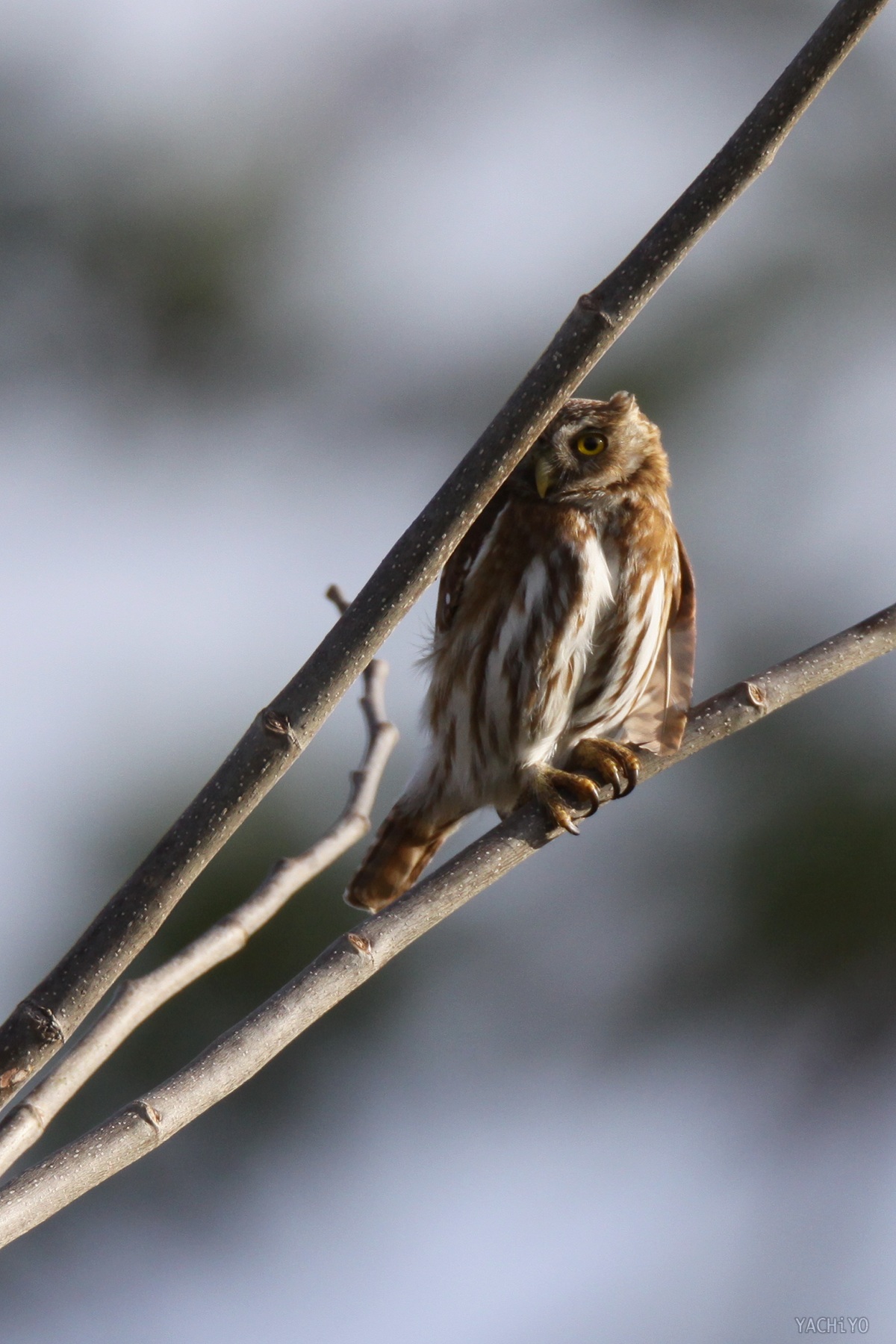 Ferruginous Pygmy-Owl ii_b0088514_23475726.jpg