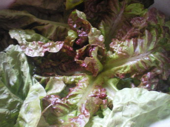 c0124619_23123191.jpg