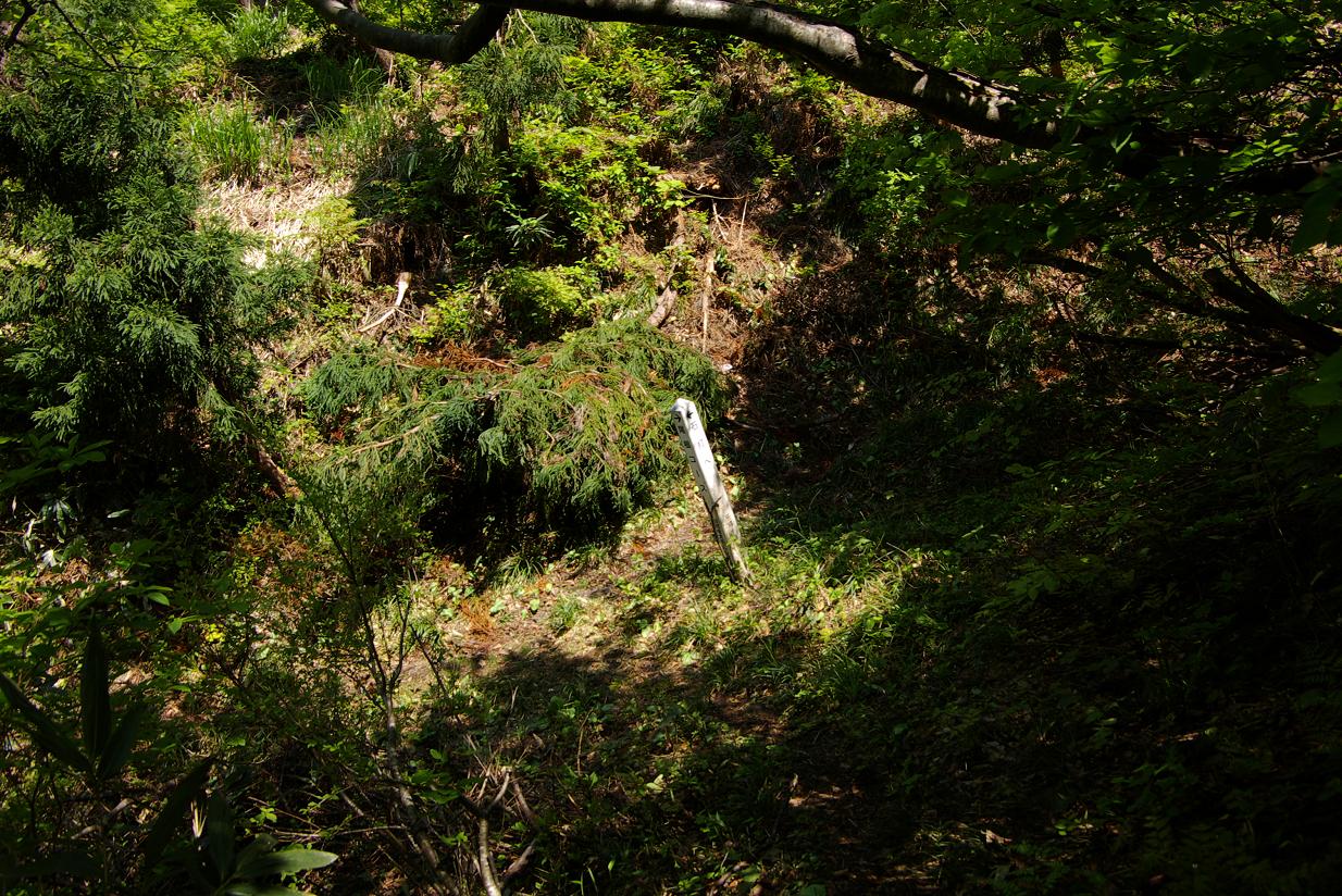 新緑の飯士山_b0062024_8102331.jpg