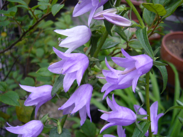 d0000324_10384581.jpg