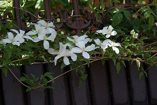 f0170524_9474096.jpg
