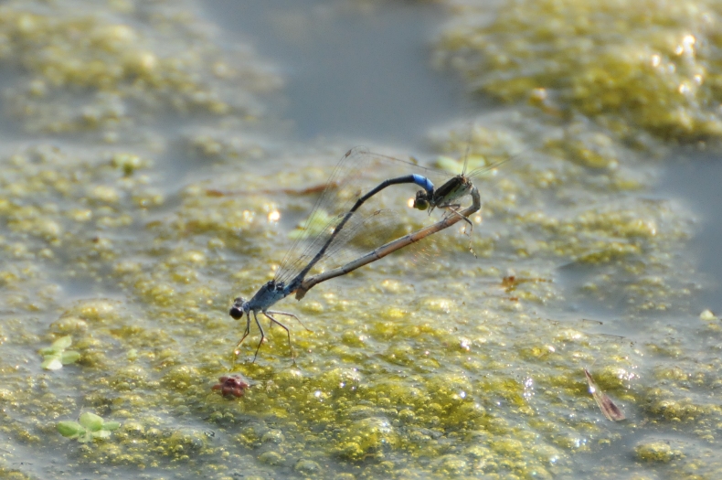 d0046930_8212010.jpg