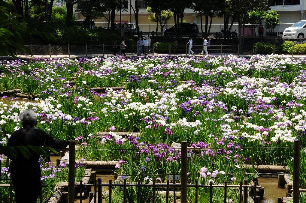 ６月１２日(土）梅雨入り？まだ晴れてます(笑)_c0142535_8295017.jpg