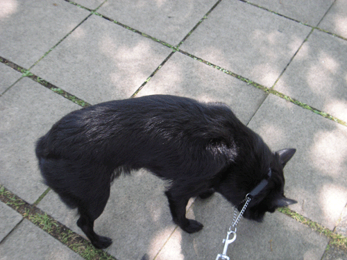 d0049135_23163073.gif