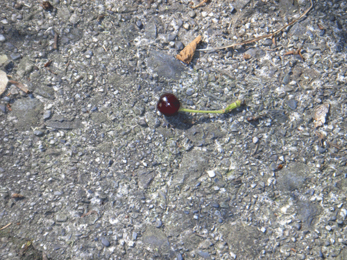 d0049135_23174391.gif