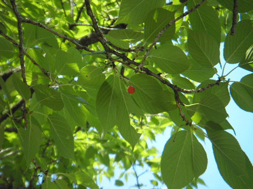 d0049135_23185316.gif