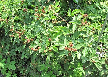 c0088739_2273869.jpg