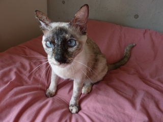 猫のお友だち カイリちゃん編。_a0143140_20573861.jpg