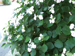 b0186148_14364687.gif