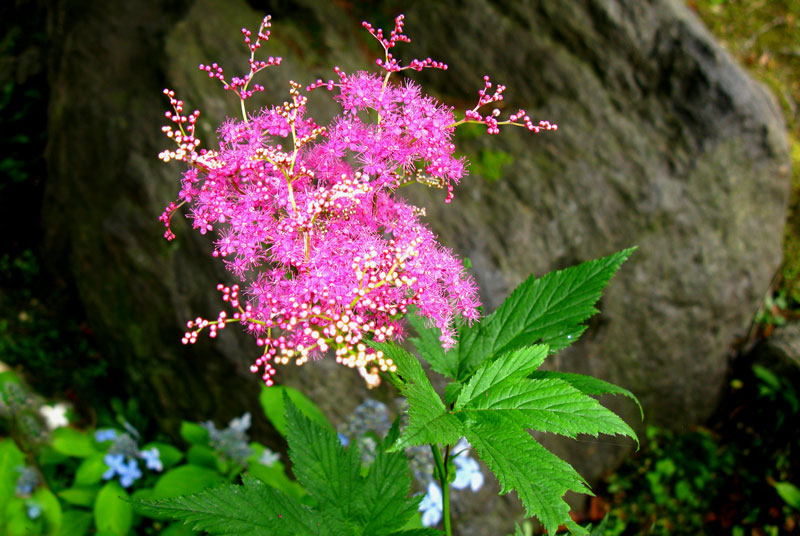 京かのこ　絞る姿を　花に似せ_c0210054_7403656.jpg