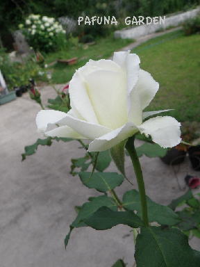 e0184558_8284968.jpg