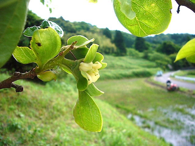 田植えが明けて_f0141559_22351673.jpg