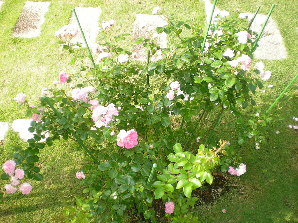 2010年6月12日(土)愛ちゃんのヘソ天!_f0060461_7444748.jpg
