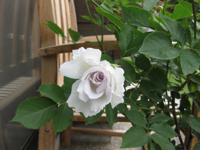 我が家の薔薇コレクション_a0154962_0513686.jpg