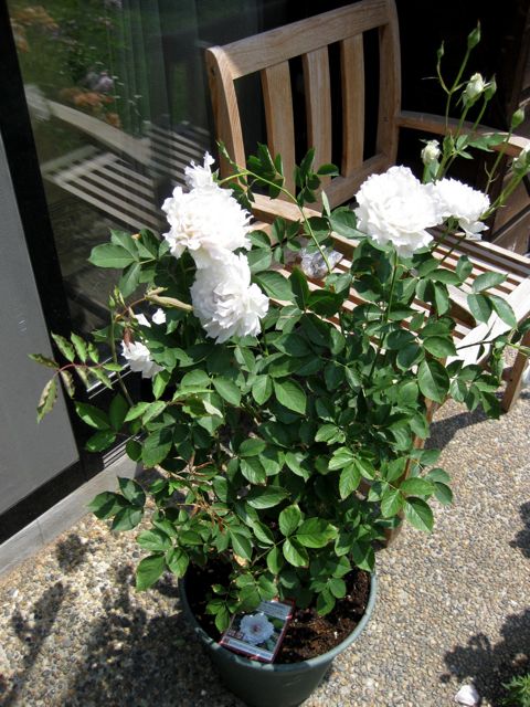 a0154962_0522955.jpg