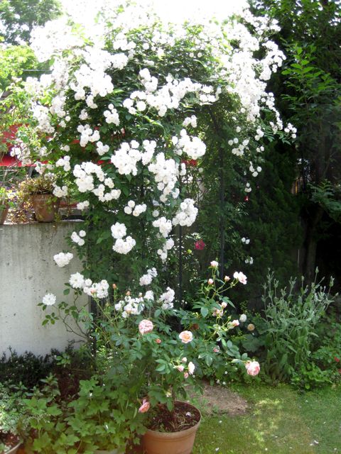 我が家の薔薇コレクション_a0154962_061267.jpg