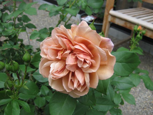 我が家の薔薇コレクション_a0154962_112386.jpg