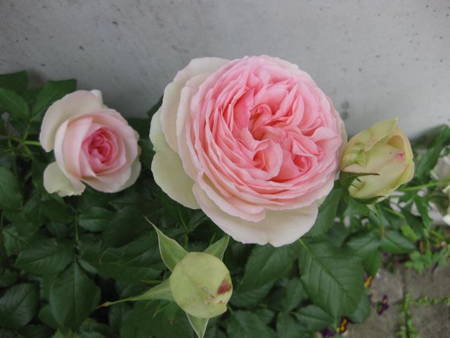 我が家の薔薇コレクション_a0154962_132572.jpg