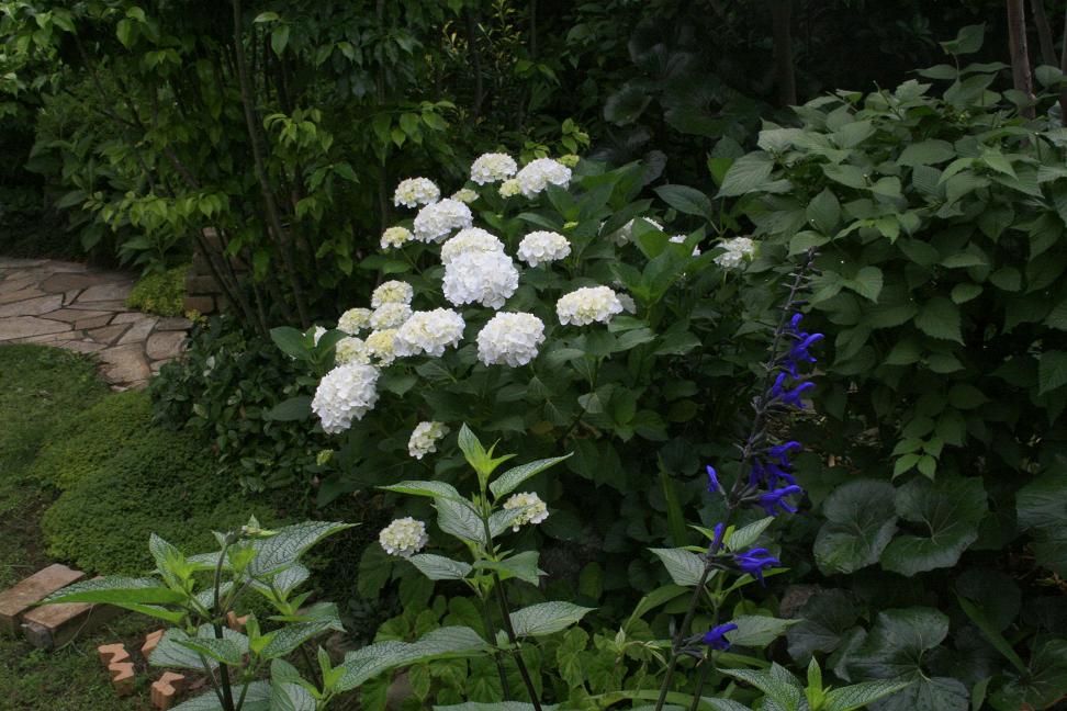 カマキリさんと白花アジサイの観察日記_a0107574_19405586.jpg