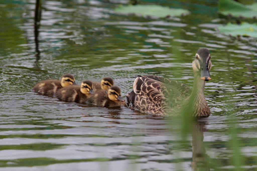 幼鳥と言えば定番はカルガモ_b0024798_4481351.jpg