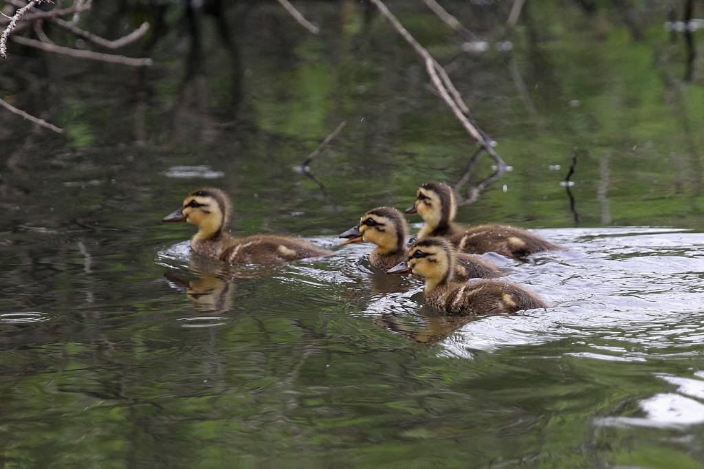 幼鳥と言えば定番はカルガモ_b0024798_4484590.jpg