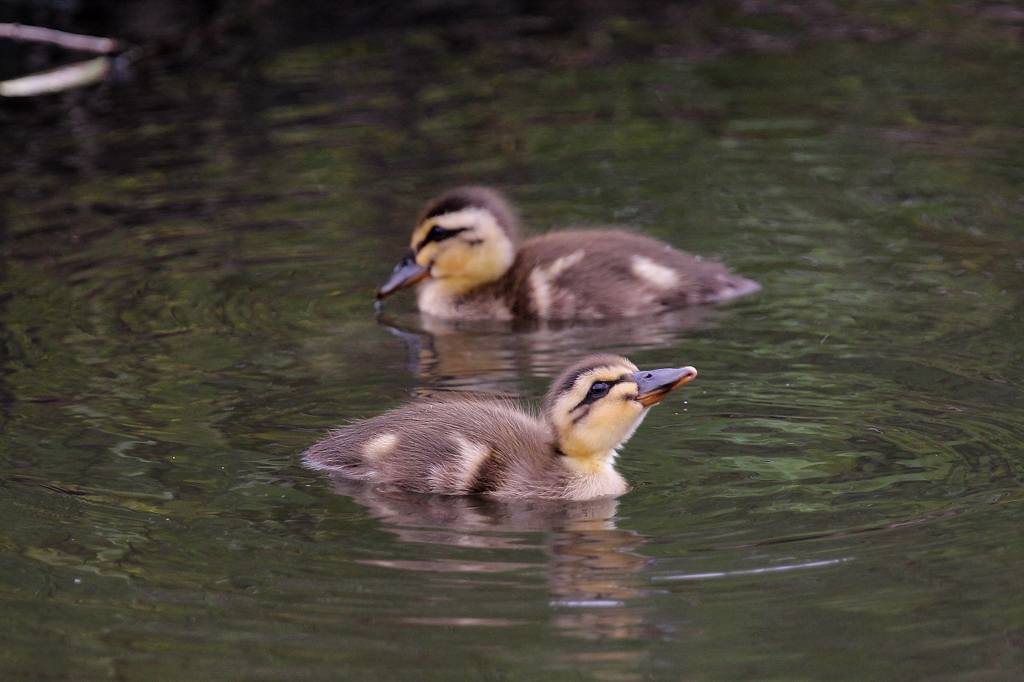 幼鳥と言えば定番はカルガモ_b0024798_44901.jpg