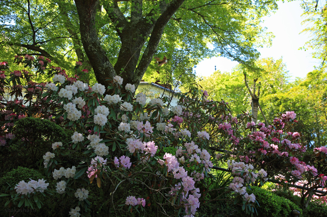 岡寺の石楠花　その１_f0181310_142523.jpg