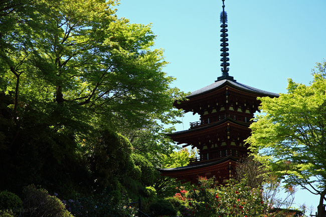 岡寺の石楠花　その１_f0181310_1431922.jpg