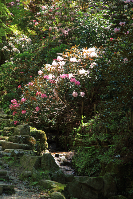 岡寺の石楠花　その１_f0181310_1433048.jpg