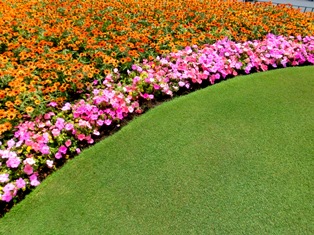 東京ディズニーランドの植栽巡り １ Hitohaの樹と花と草と