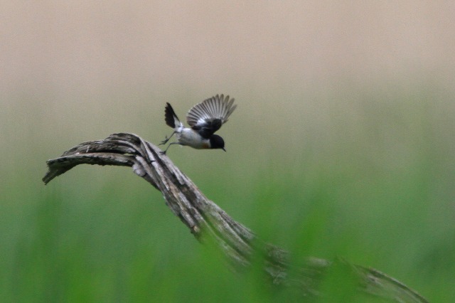 2010　06　13　高原のノビタキ　Ⅱ♂_d0127815_5505667.jpg