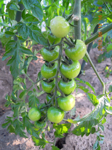 e0164622_20214495.jpg