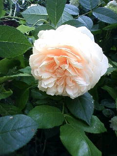 e0128024_1750984.jpg