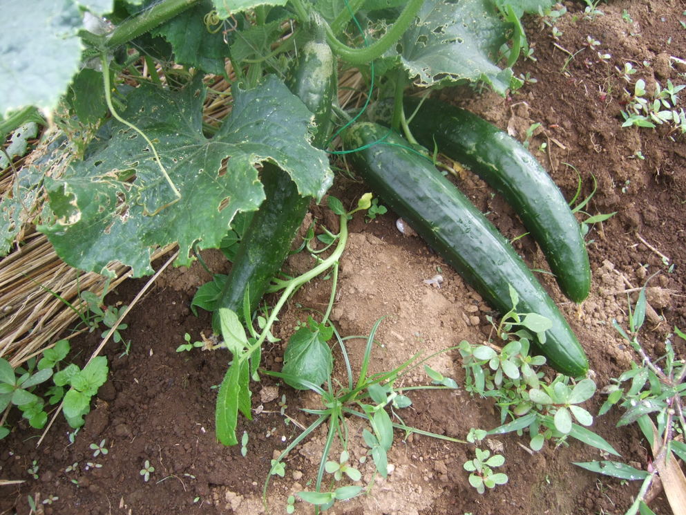 5月初旬に植えた野菜は......._b0137932_6422656.jpg