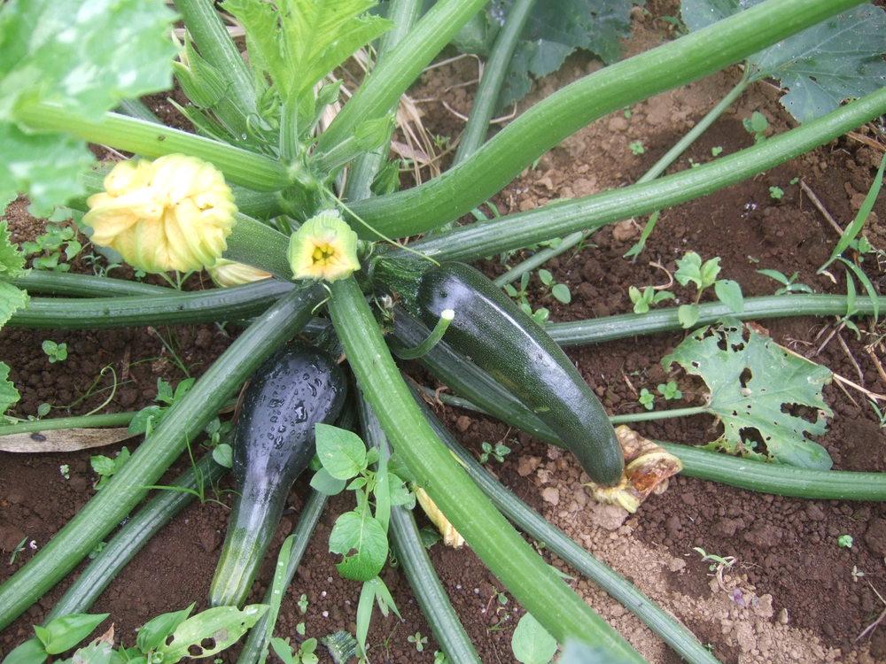 5月初旬に植えた野菜は......._b0137932_6434981.jpg