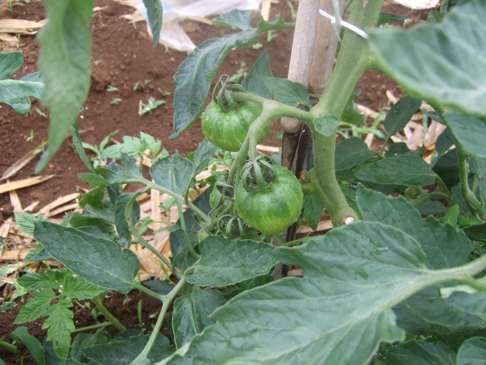 5月初旬に植えた野菜は......._b0137932_643511.jpg