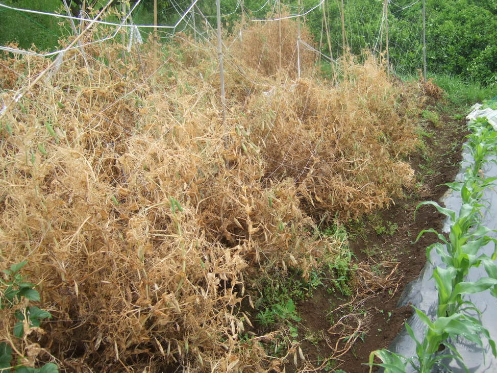 5月初旬に植えた野菜は......._b0137932_6545981.jpg